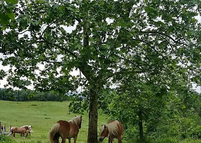 Alojamento de Acomodação e Pequeno-almoço Monte Termine Rioveggio