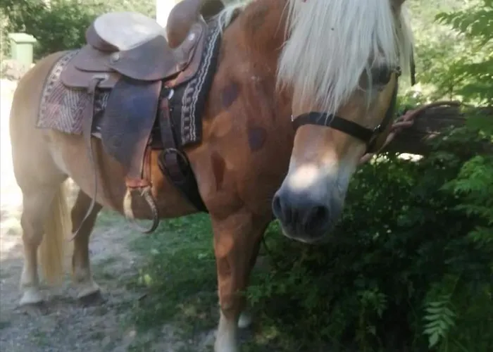 Monte Termine Alojamento de Acomodação e Pequeno-almoço 3*