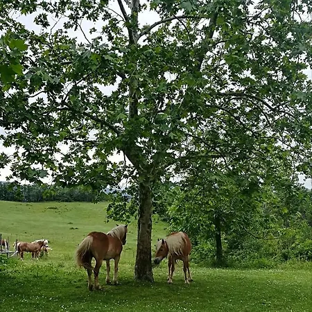 ベッド・アンド・ブレックファスト Monte Termine Rioveggio