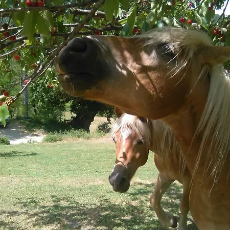 ベッド・アンド・ブレックファスト Monte Termine Rioveggio