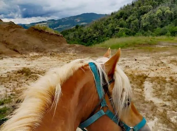 Oda ve Kahvaltı Monte Termine 3*