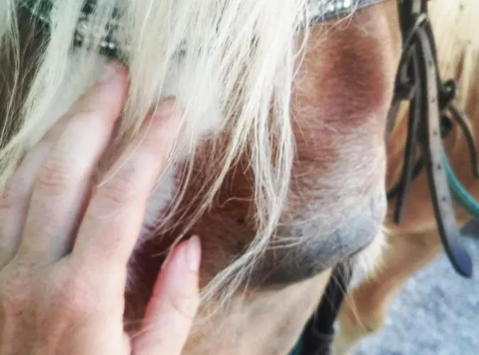 Oda ve Kahvaltı Monte Termine Rioveggio