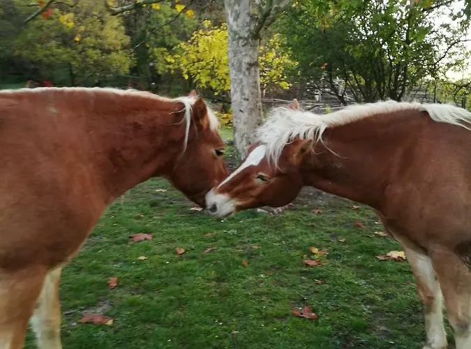 Monte Termine Oda ve Kahvaltı Rioveggio