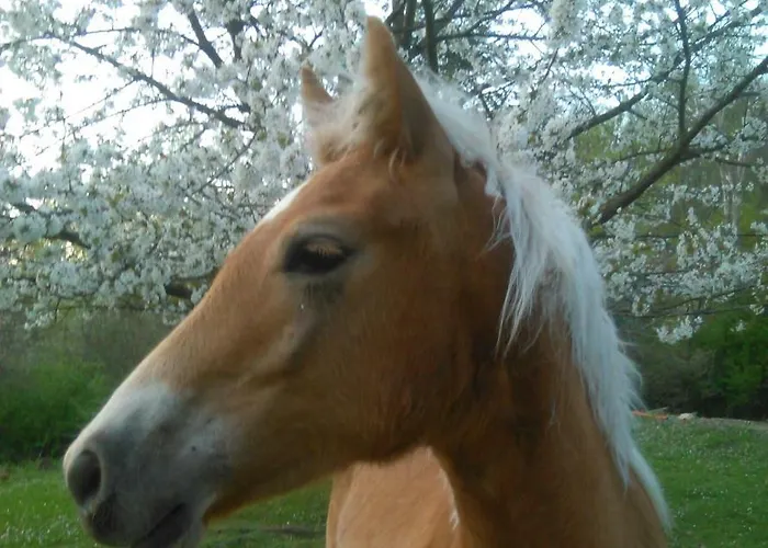 Monte Termine 3* Rioveggio