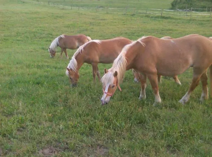 Oda ve Kahvaltı Monte Termine
